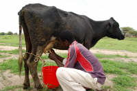 cow 200