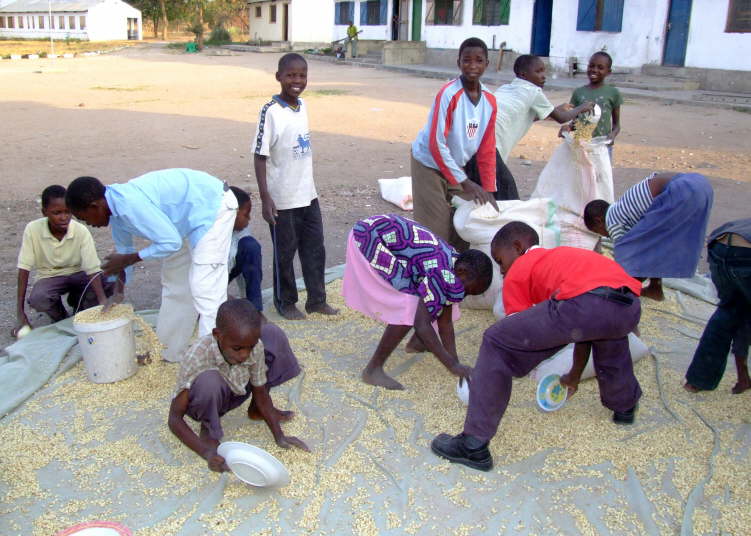 Maize drying