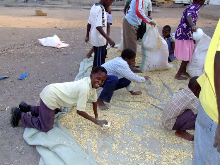 Maize drying
