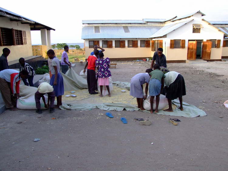 Maize drying